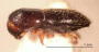 Xyleborinus andrewesi side