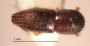 Xyleborinus andrewesi top