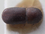 Euwallacea fornicatus PNG Bulolo