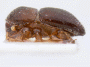 Euwallacea fornicatus PNG Bulolo side