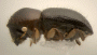 Euwallacea fornicatus side