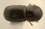 Euwallacea fornicatus top
