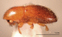 Xyleborus metacuneolus side