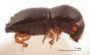 Euwallacea funereus side