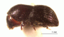Arixyleborus grandis side