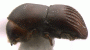 Arixyleborus grandis side