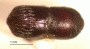 Arixyleborus grandis top