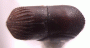 Arixyleborus grandis top