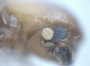 Planiculus bicolor junior synonym Euwallacea tumidus antennal club
