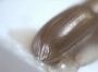 Planiculus bicolor junior synonym Euwallacea tumidus declivity