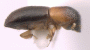 Planiculus bicolor side