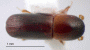Planiculus bicolor top