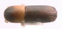 Planiculus bicolor top