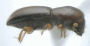 Wallacellus piceus side