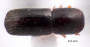 Wallacellus piceus top