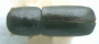 Wallacellus piceus top