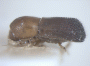 Microperus popondettae