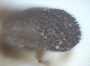 Microperus popondettae an example of declivity