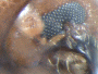Microperus popondettae antenna1