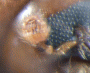 Microperus popondettae antenna2