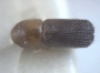 Microperus popondettae misidentified as Arixyleborus by Schedl