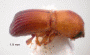 Microperus popondettae original color