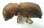 Microperus popondettae side
