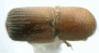 Microperus popondettae top