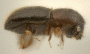 Microperus intermedius