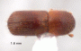 Microperus intermedius top