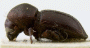 Euwallacea wallacei holotype side