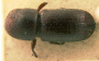 Euwallacea wallacei holotype top
