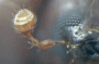 Euwallacea destruens antenna