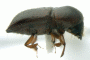 Euwallacea destruens side