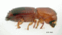 Planiculus immersus side