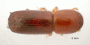 Planiculus immersus top