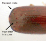 Planiculus immersus top declivity