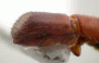 Truncaudum agnatum declivity