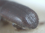 Truncaudum agnatum junior synonym Cyclorhipidion delicatum declivity