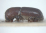 Truncaudum agnatum junior synonym Cyclorhipidion delicatum side