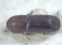 Truncaudum agnatum junior synonym Cyclorhipidion delicatum top