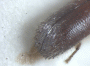 Truncaudum agnatum junior synonym Cyclorhipidion subagnatum declivity