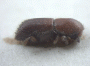 Truncaudum agnatum junior synonym Cyclorhipidion subagnatum side
