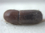Truncaudum agnatum junior synonym Cyclorhipidion subagnatum top