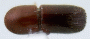 Truncaudum agnatum top