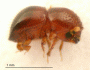 Xylosandrus morigerus side