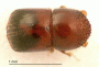 Xylosandrus morigerus top