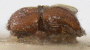 Xylosandrus morigerus holotype side