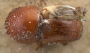Xylosandrus morigerus holotype top