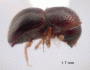 Xylosandrus morigerus previously identified as X difficilis by JH